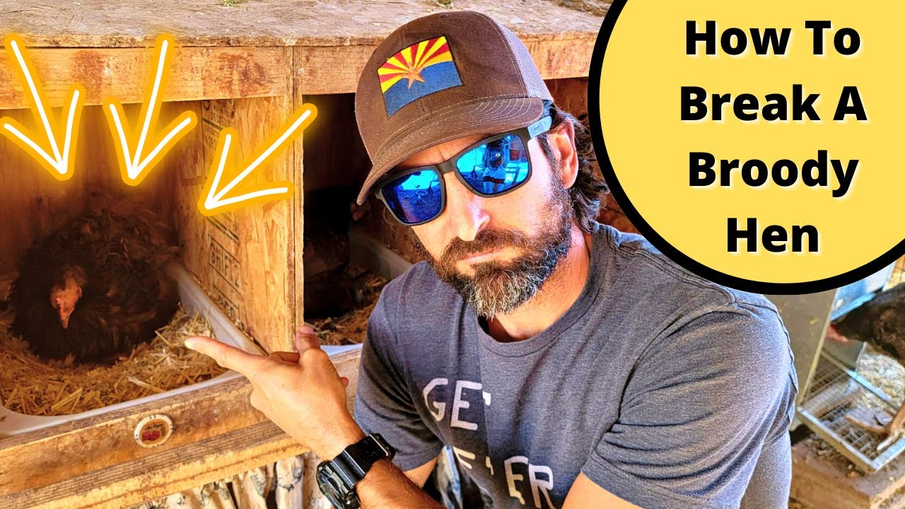 How To Break A Broody Hen