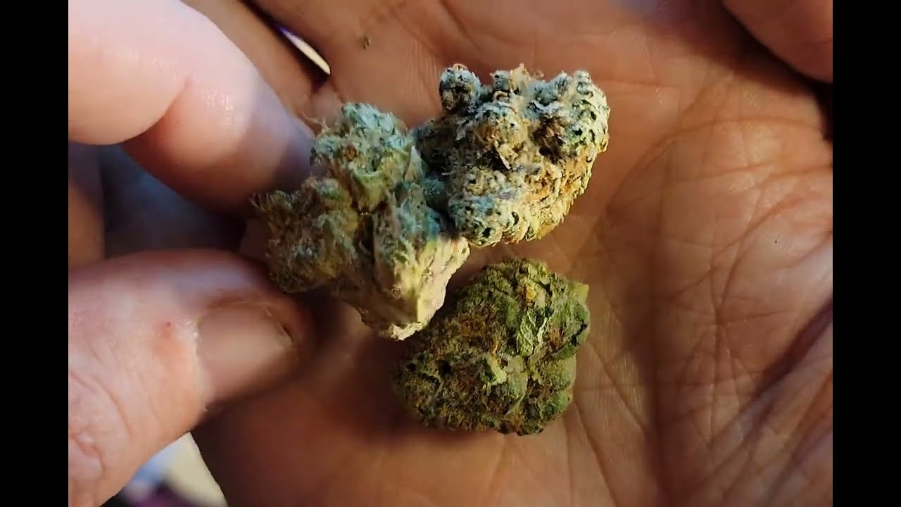 wedding cake Gelato cannabis strain first look 🎂 🍦 🔥