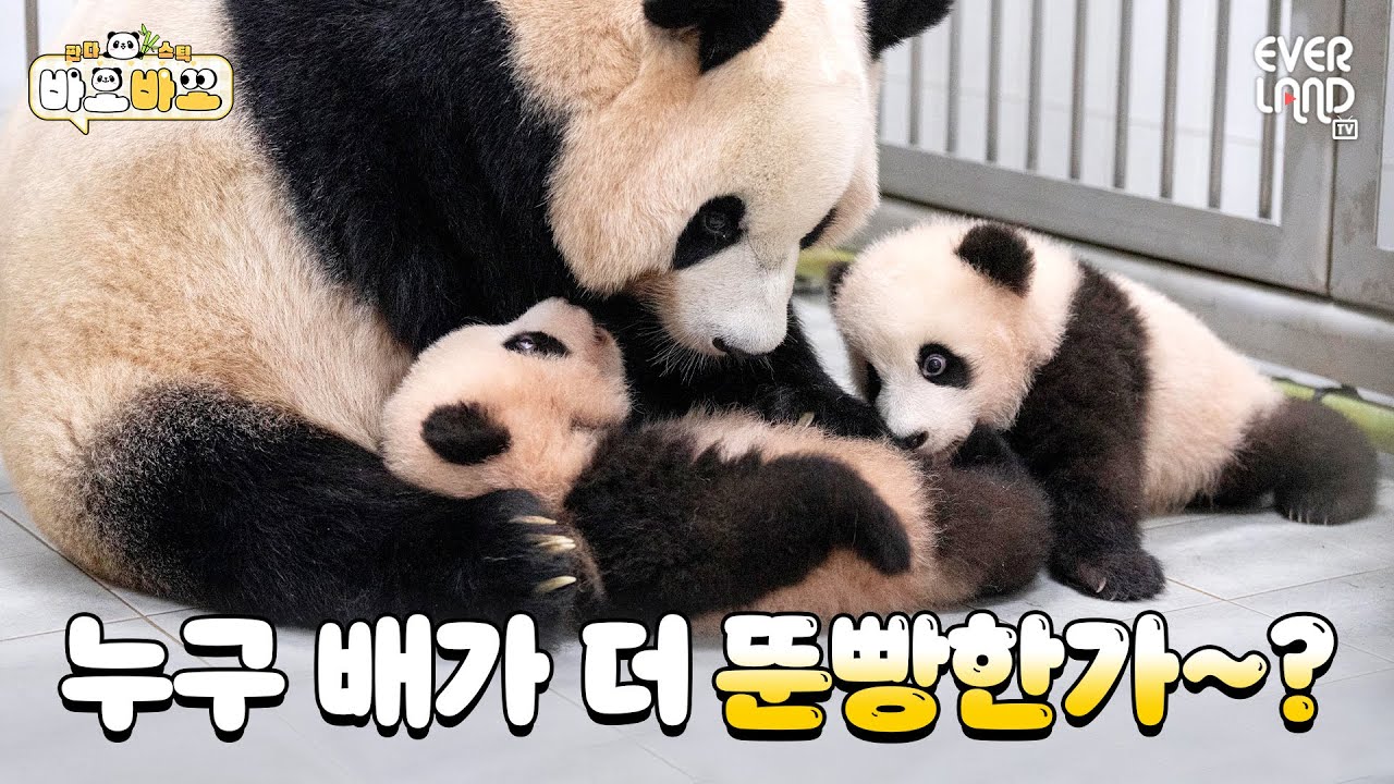 [ENG] 루히히! 후히히! 사랑 넘치는 엄마와 딸랑방구들🖤｜#바오바오 EP.14 엄마 루이후이좋아 | 에버랜드 판다월드