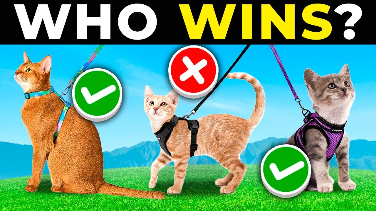 TOP 5 BEST CAT HARNESSES 2025 | Escape Proof CAT WALKING HARNESS on AMAZON