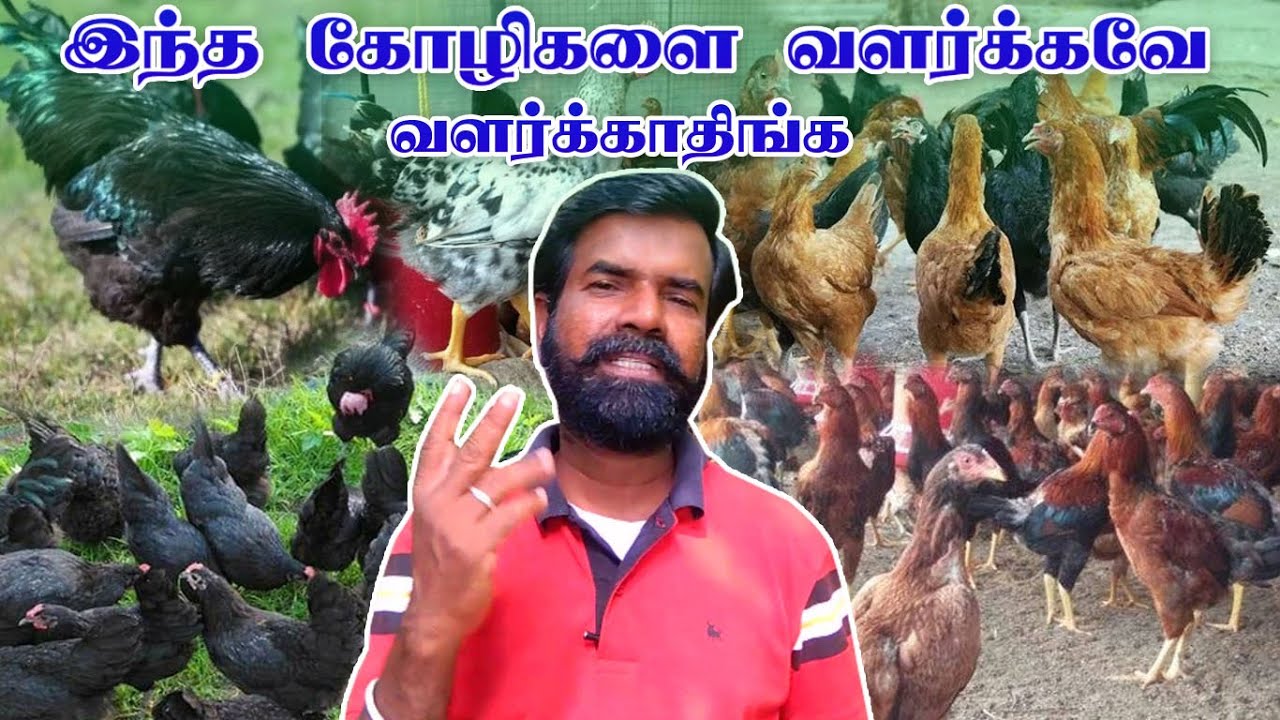 இந்த கோழிகளை வளர்க்கவே வளர்க்காதிங்க | TAMIL | GUNA NATTUKOZHI PANNAI | 16.12.2022