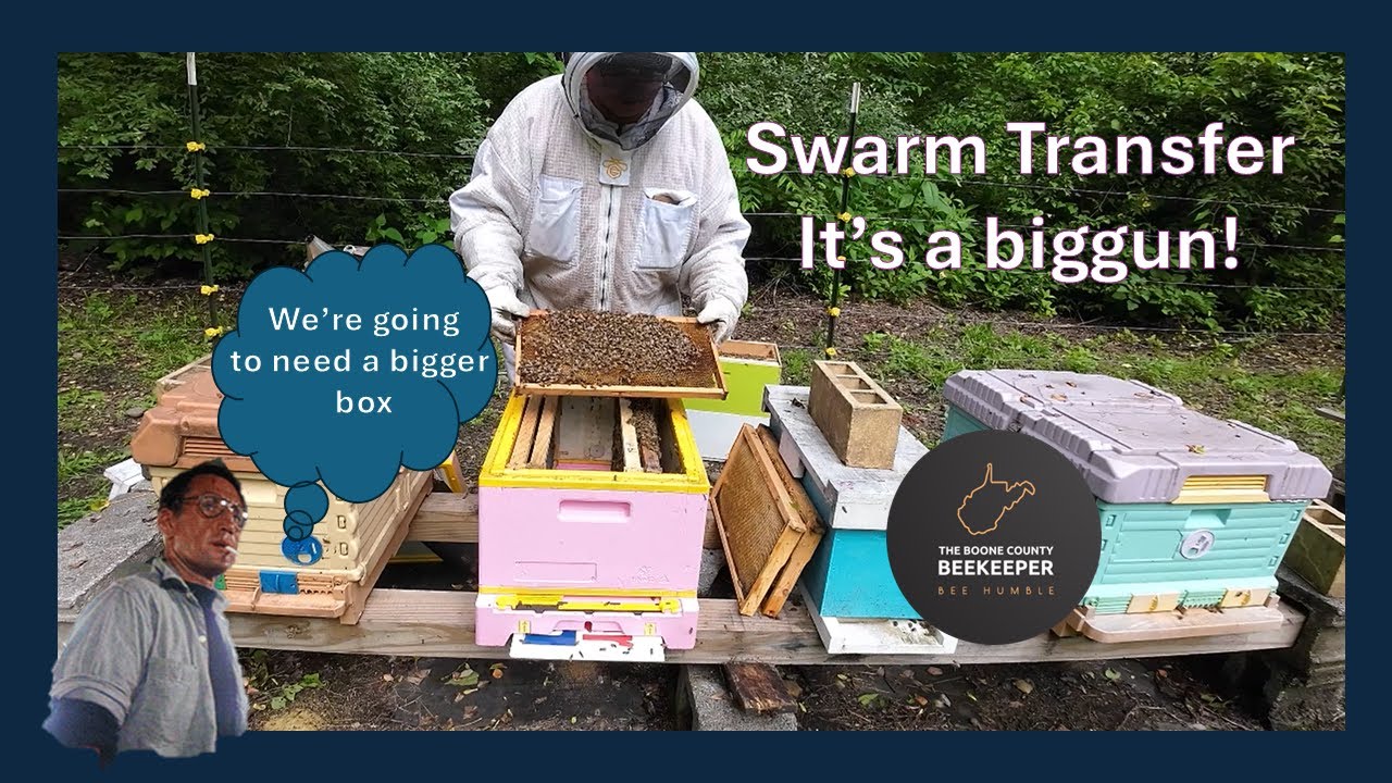 Swarm Transfer - Last One Of The Year