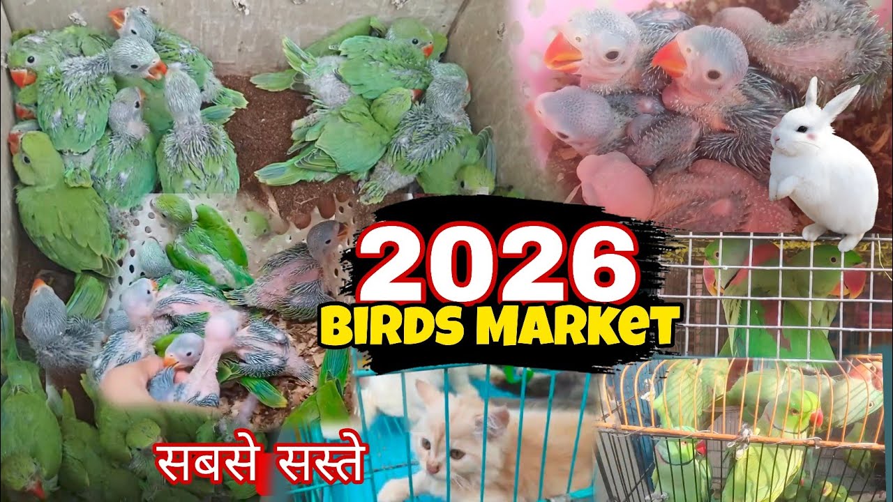 Birds Market 2026 || Baby Parrot 2026 ऑनलाइन भी मिलेगा || 2026 Bird's Market Vlog 