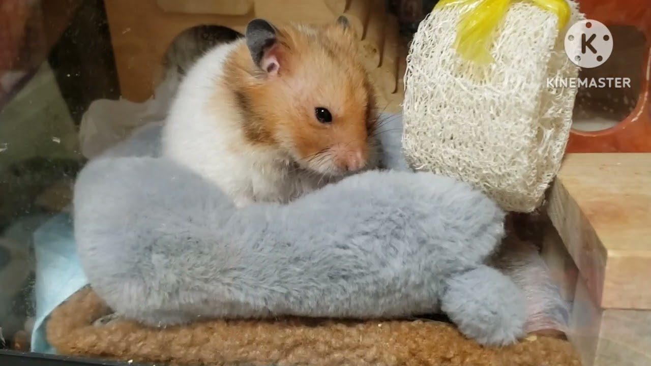 ピースの様子