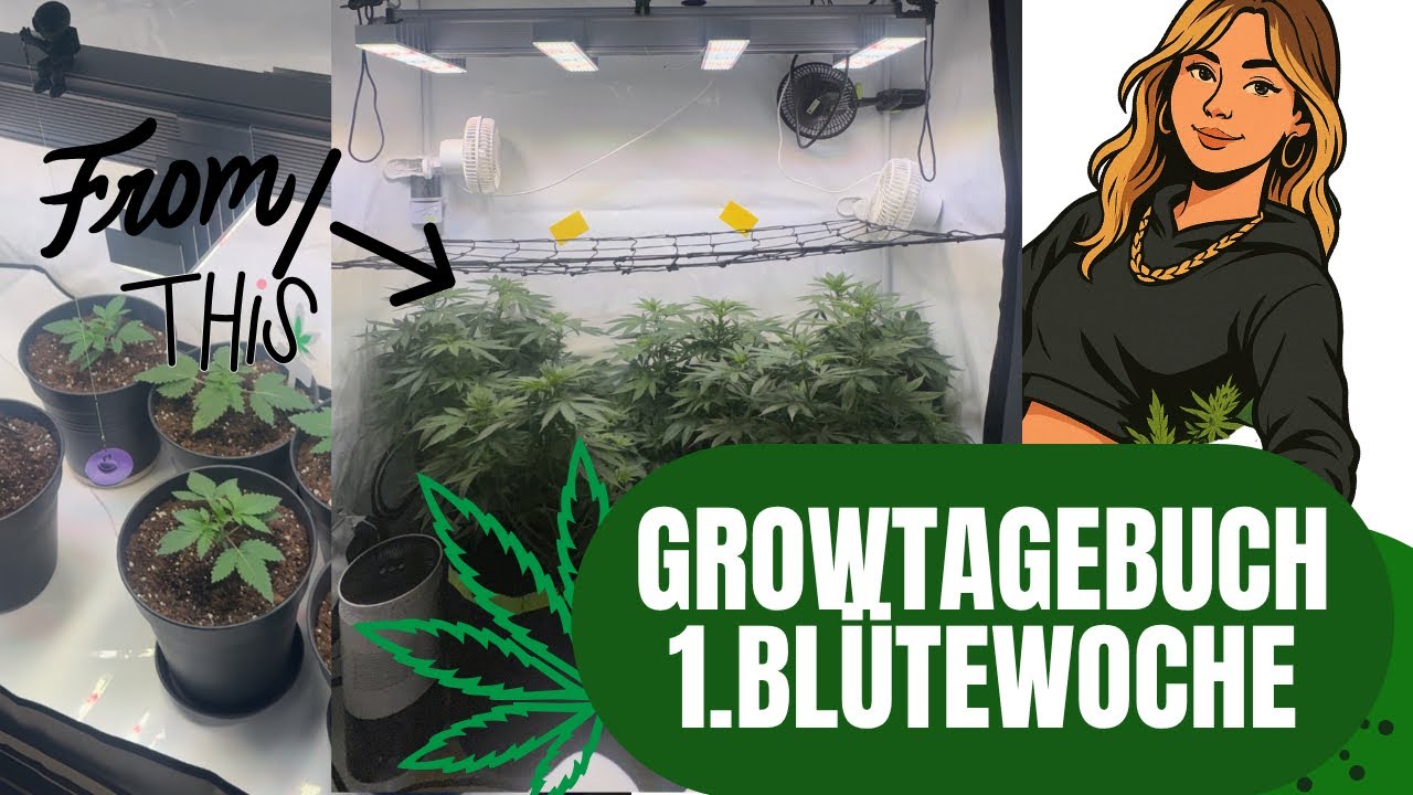 Endlich Bl&uuml;tezeit 😍 | Mein Growtagebuch von der Bl&uuml;te bis Ernte 🌱