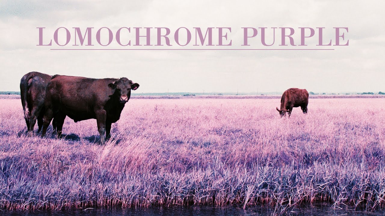 Lomochrome Purple - Film Photography Shoot and Review