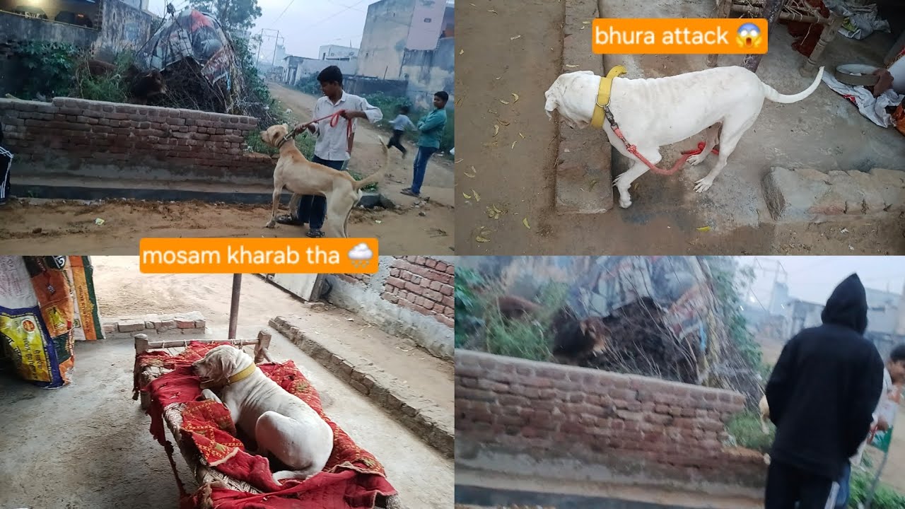 Bhura ne bijar per attack kiya😱Pura din mosam kharab rha 🌨#mayankdogsfamily#videos #vlogsvideo#dogs 