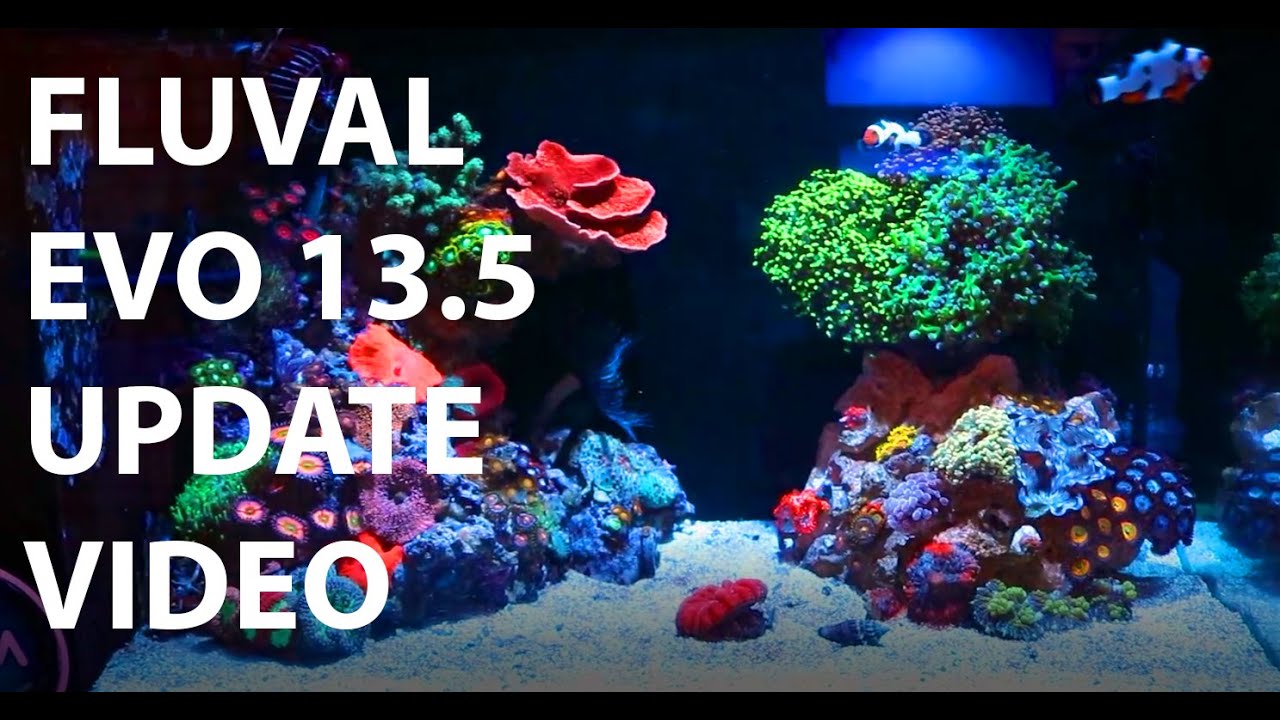 Fluval Evo 13.5 Salt Water Reef Tank Update Video