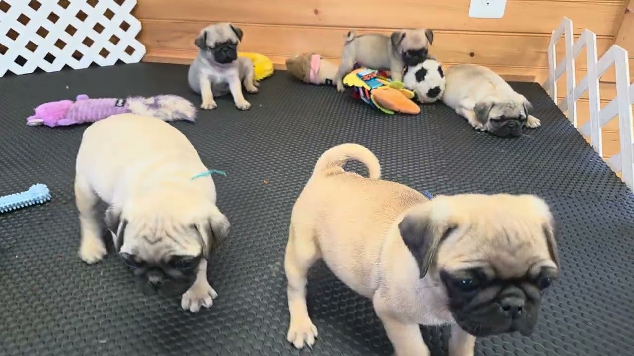 Golo's 7 1/2 week olds. 