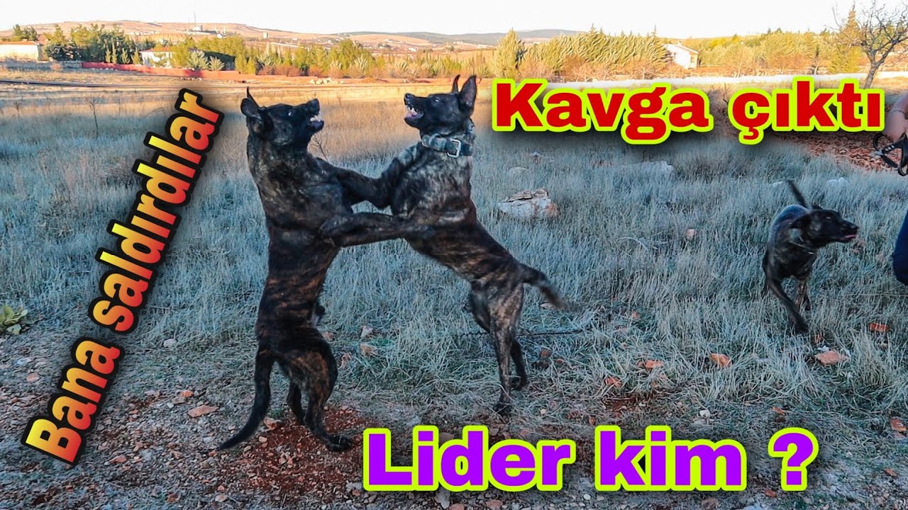 SIRTLAN MI , KÖPEK Mİ ? KAVGA ÇIKTI BANA SALDIRDI