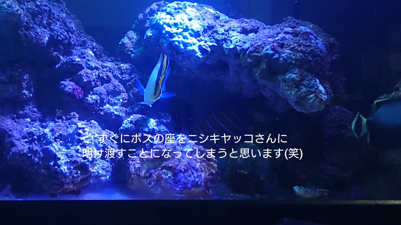 やっぱりどしても飼育したかったニシキヤッコさん。