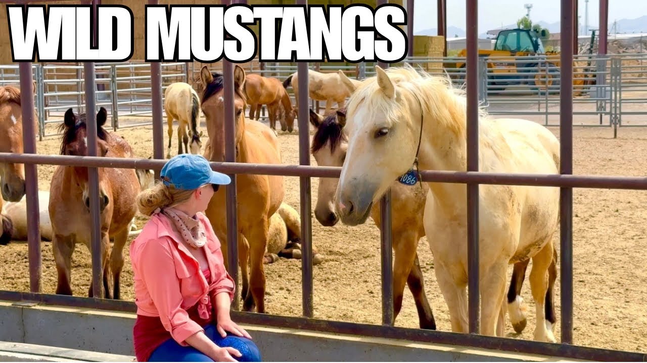 Visiting The Mustang Corral In Delta, Utah! A Bucket List Experience 