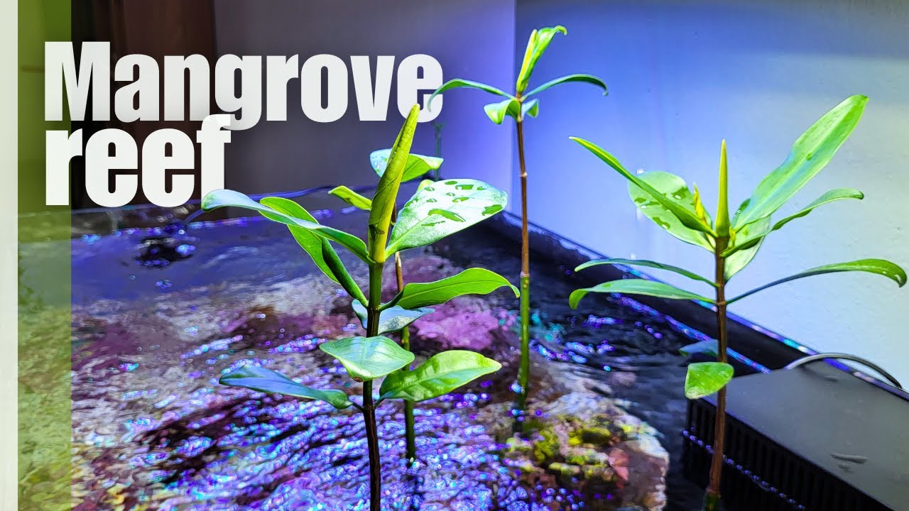 Mangrove Shallow Reef aquarium