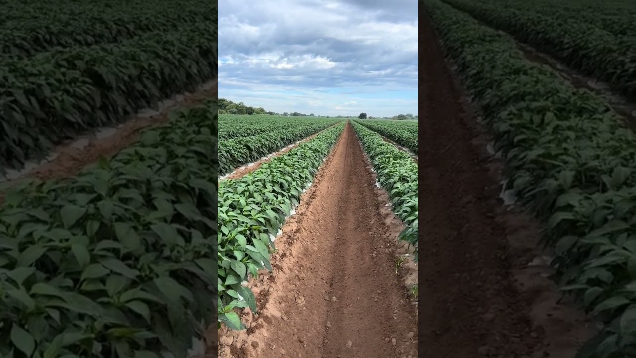 Cultivo de Chile jalape&ntilde;o 🌱 #campo #sinaloa