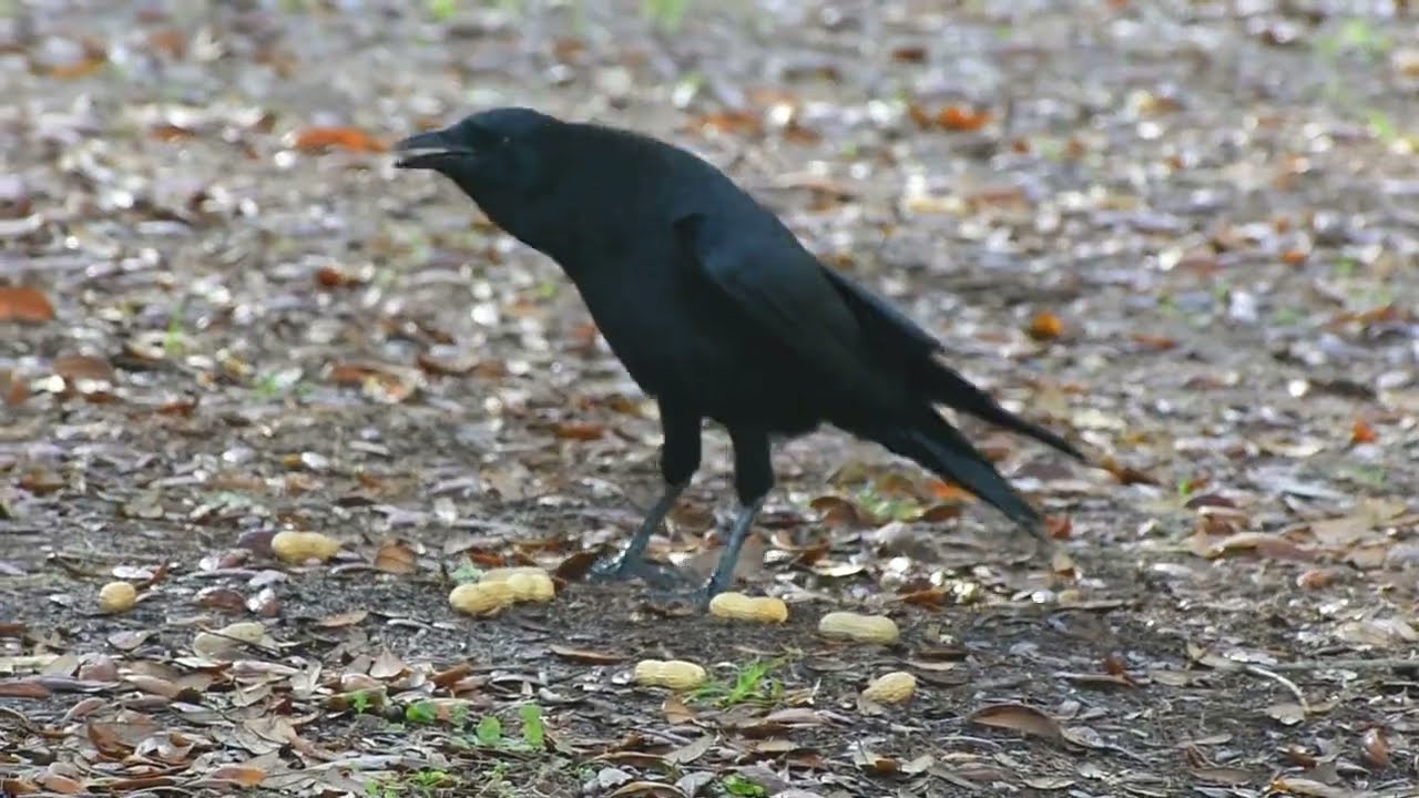 Peanuts and Happy Caws