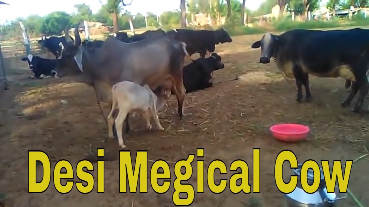 How to milking desi cow by hand||cow milk benefits ||cow milk vs buffalo milk || magical cow story||
