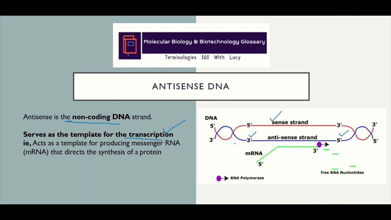ANTISENSE DNA STRAND  #Glossary #Terminologies101withLucy #MolecularBiology #Biotechnology