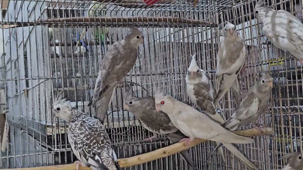 Mga nasa flight cage natin!!!