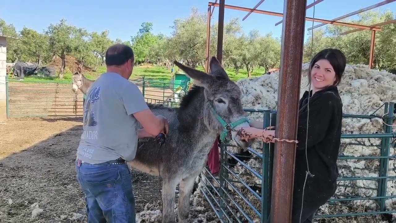 Pelando a las ovejas y a las dos burras rebeldes, menudo día llevamos