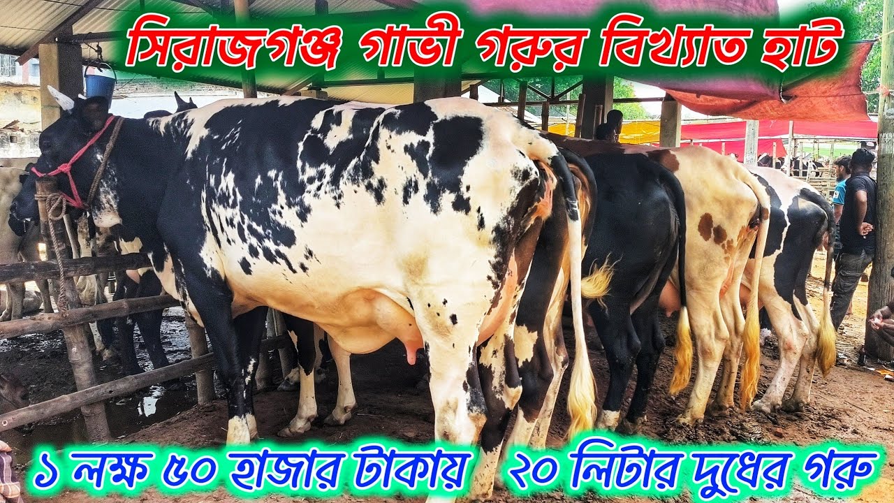 সিরাজগঞ্জ গাভী গরুর বিখ্যাত হাট | তালগাছি গরুর হাট |  Cow Hat Talgachi Sirajganj