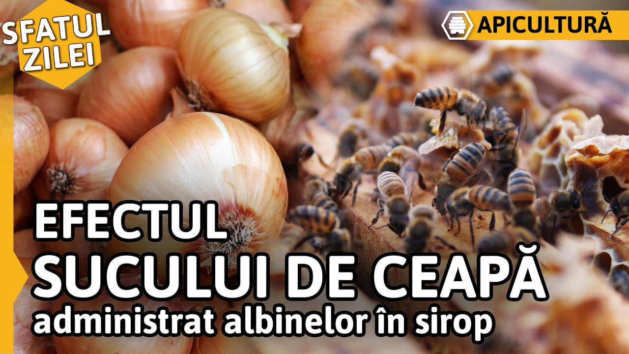 Efectul SUCULUI DE CEAPĂ administrat albinelor în sirop [Sfatul zilei]