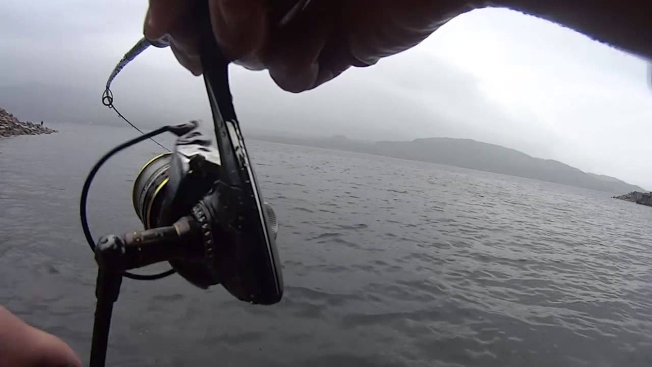 LRF in loch Fyne!
