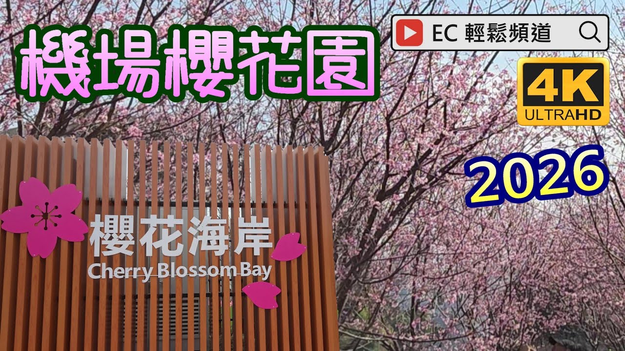 2026 櫻花海岸 機場櫻花園 東涌櫻花園  | 好運來櫻花 | HKIA Cherry Blossom Garden | Cherry Blossom Bay