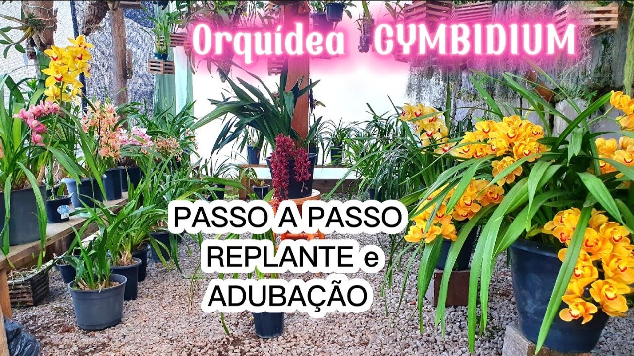 ⤴️Salvando Cymbidium com raízes podres de uma amiga![ Plantio, substrato e adubação ideal]