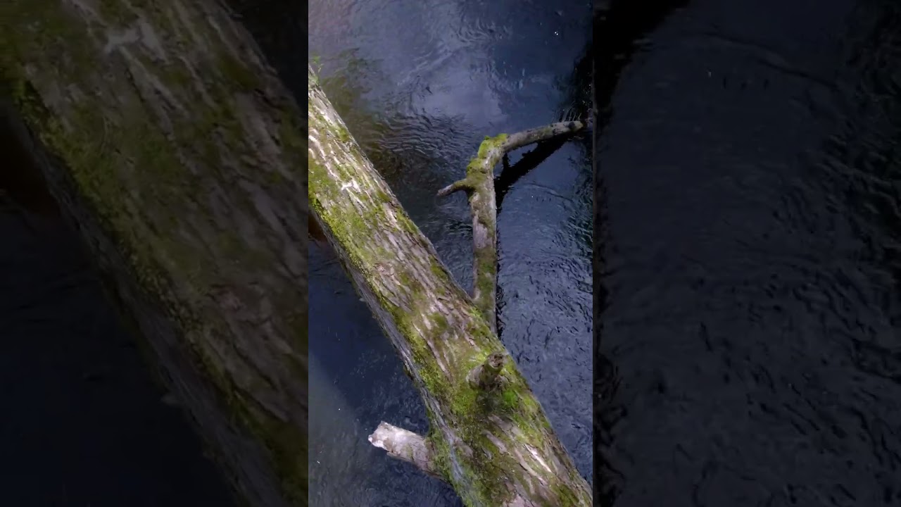 Spływ kajakowy rzeką Drawą &ndash; odkryj dziką naturę! #shorts #zachodniopomorskie