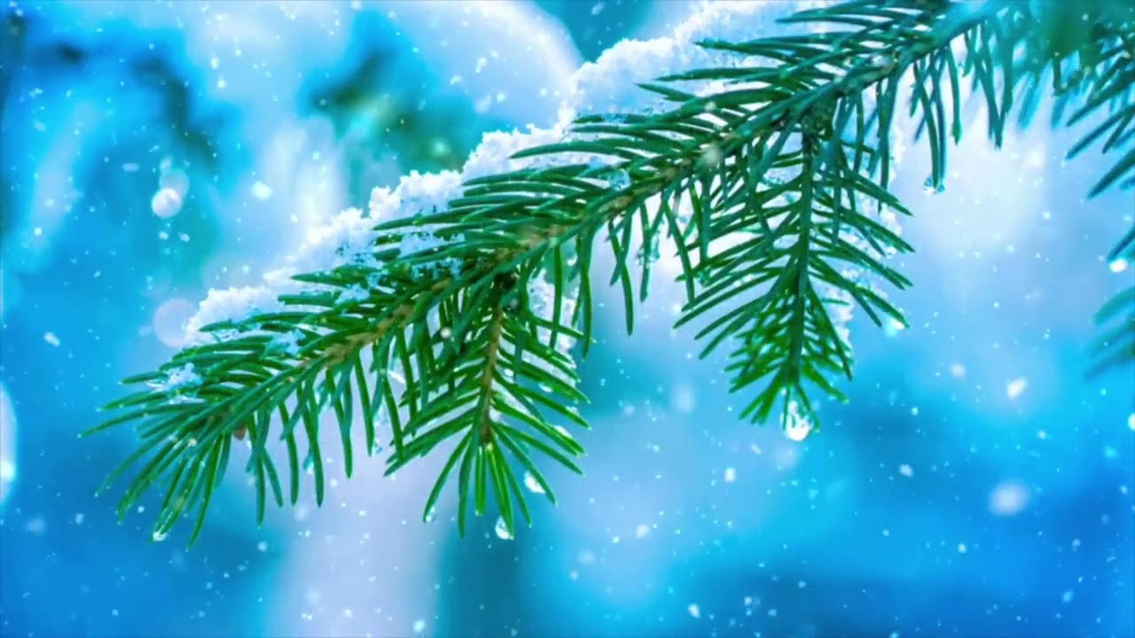 “Winter Calm ❄️ Close-Up Snow on Pine Branch | Stress Relief & Deep Relaxation”