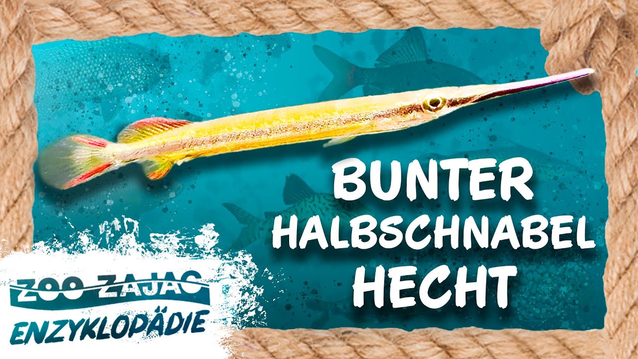 Bunter Halbschnabelhecht | FISCHENZYKLOPÄDIE | Zoo Zajac