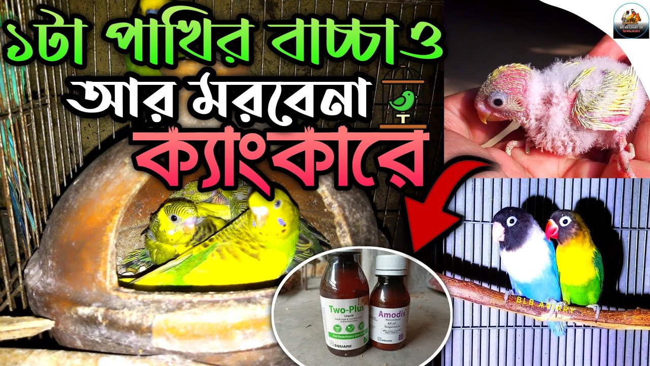 পাখির ক্যাংকার রোগের ঔষধ💪✅|| Canker treatment for birds🔥