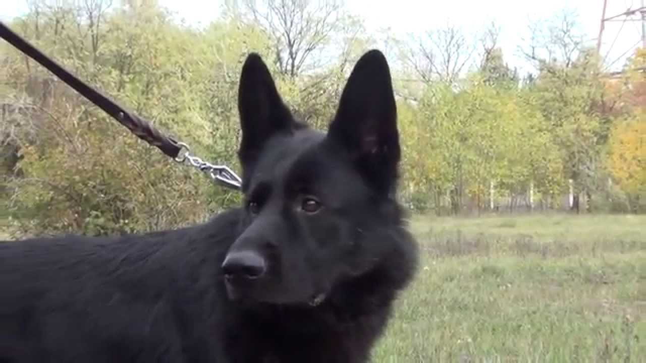 Fancy War German Shepherd Leather Collar with Nickel Studs
