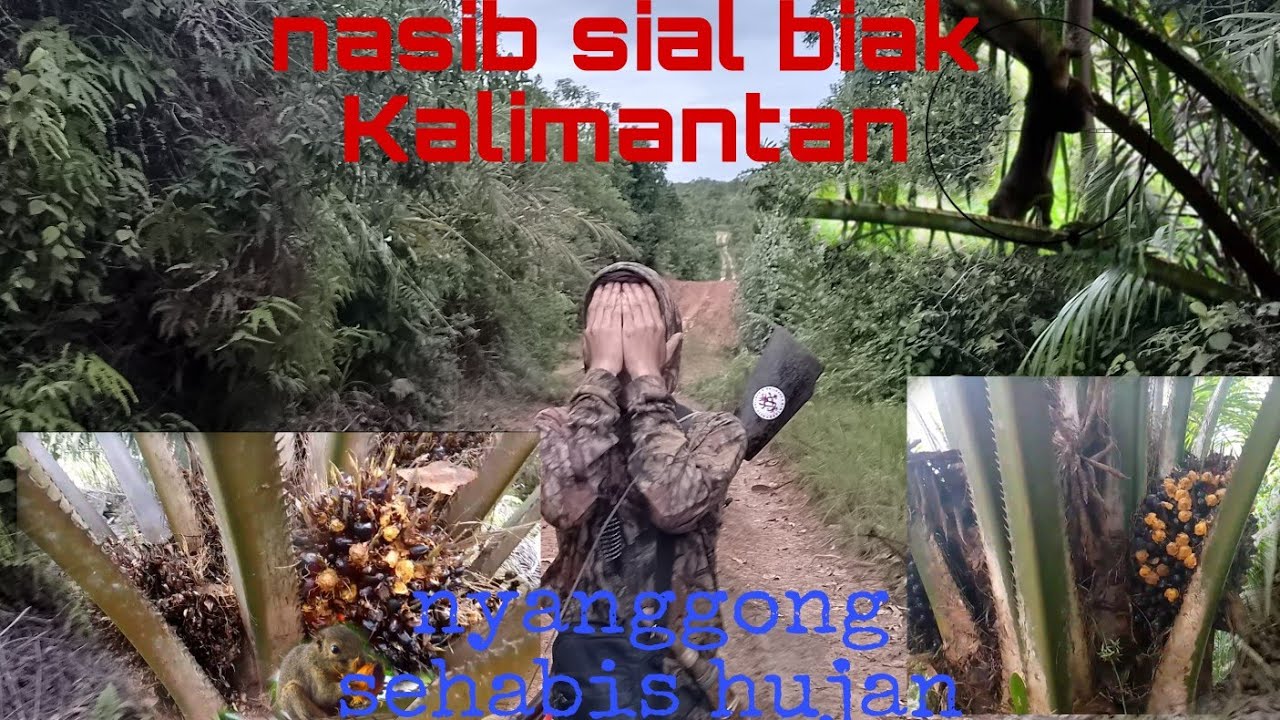JANGAN DICOBA KALAU TIDAK TAHAN!! nyanggong sehabis hujan,buruan tak sesuai dugaan.
