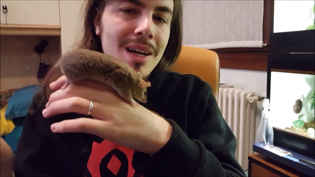 Nuova presentazione: L'Opossum coda corta!