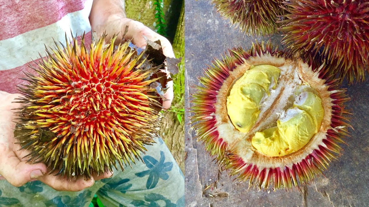 HAVE YOU EVER TASTED A RED DURIAN?