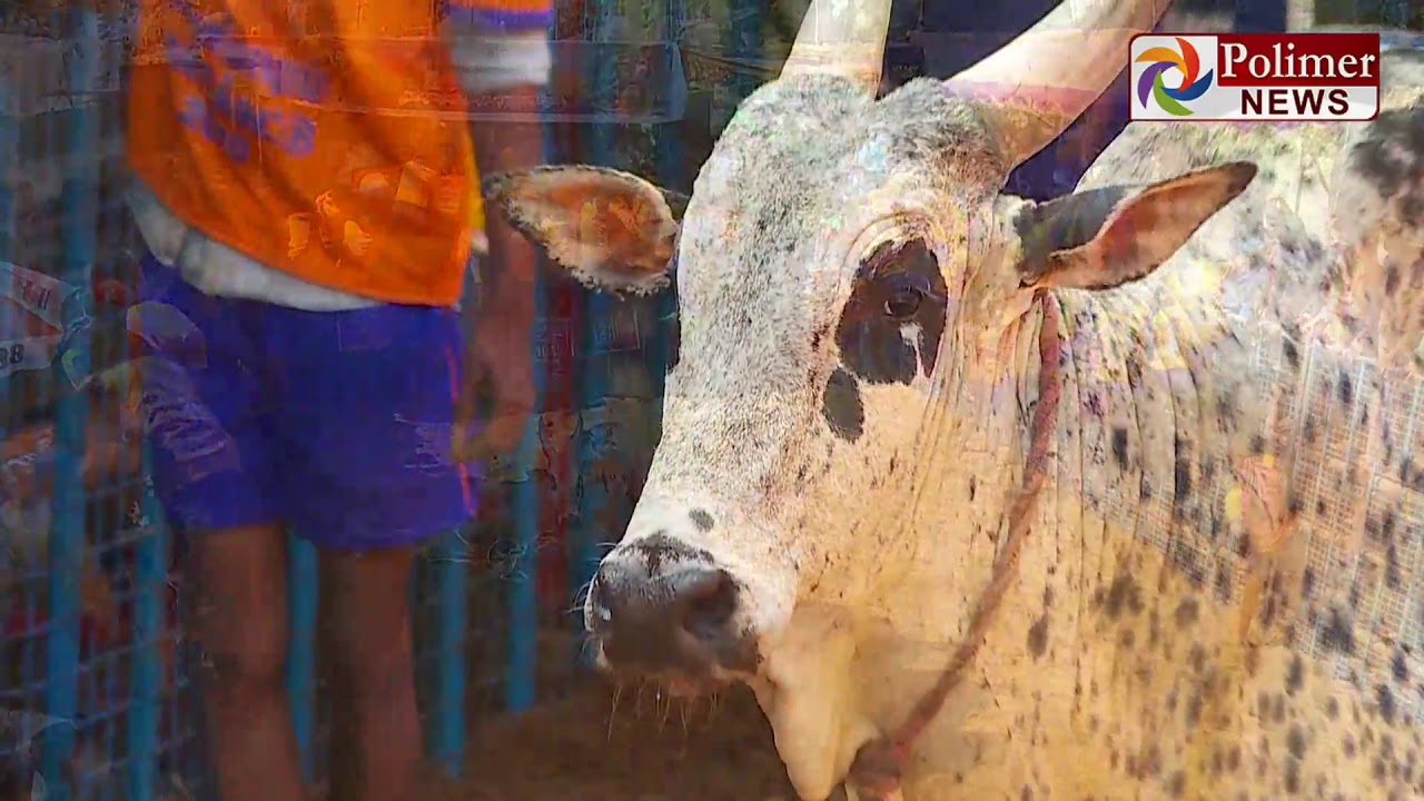 ஜல்லிக்கட்டு வீரர்களை மிரள வைத்த சீமராஜா...| Avaniyapuram |Jallikattu 2020