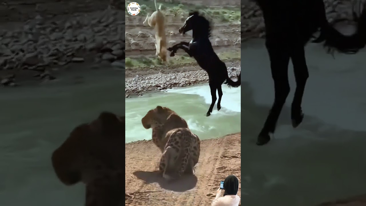 🔥 DUEL MAUT DI BIBIR TEBING! SINGA BETINA & KUDA TERJATUH KE SUNGAI DERAS 😱🌊