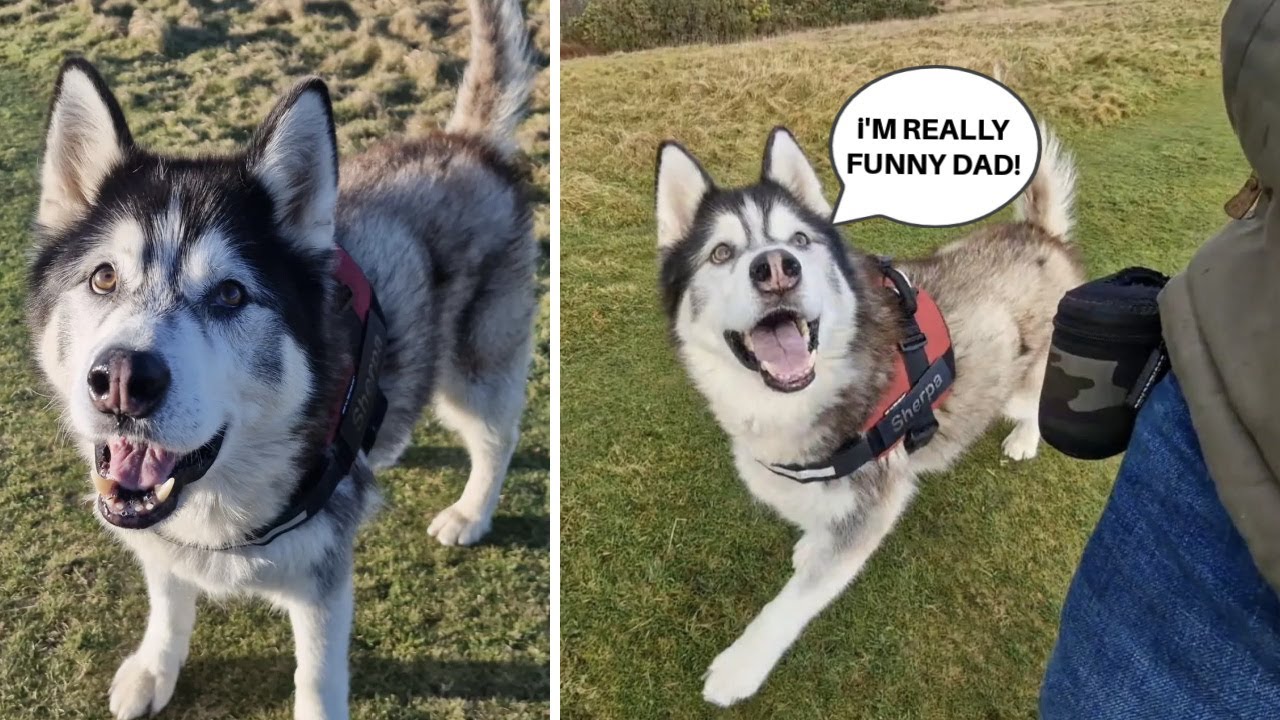 Husky Embarrasses Me In Church! Funniest Moments