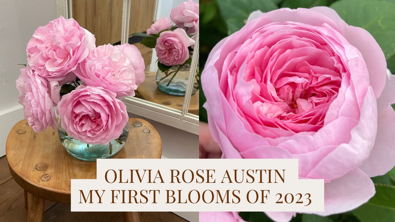 Olivia Rose Austin, my first David Austin rose to flower this year, May 2023 🌸