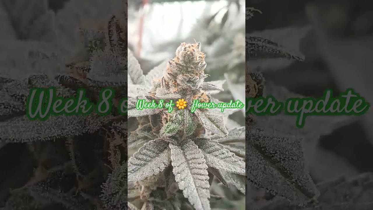 Week 8 Of Cannabis Flower Update