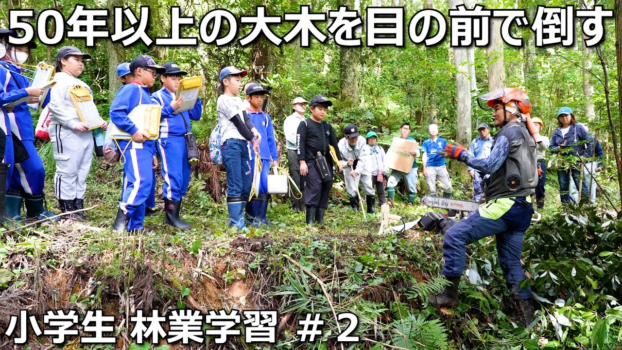 目の前で大木の伐採を生見学！＃２林業学習 間伐編