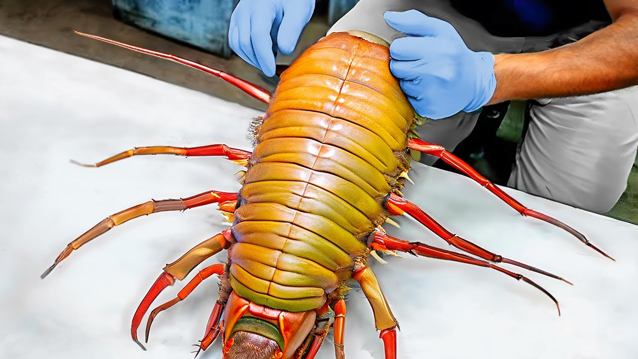 45 Choses Que Tu Verras Pour la Première Fois de Ta Vie