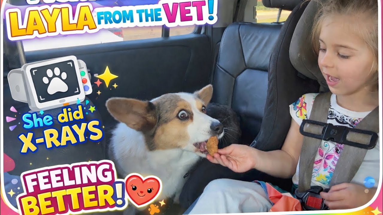 WithEvie Picks Up Layla From the Vet 🩺🐾 Feeling Better!
