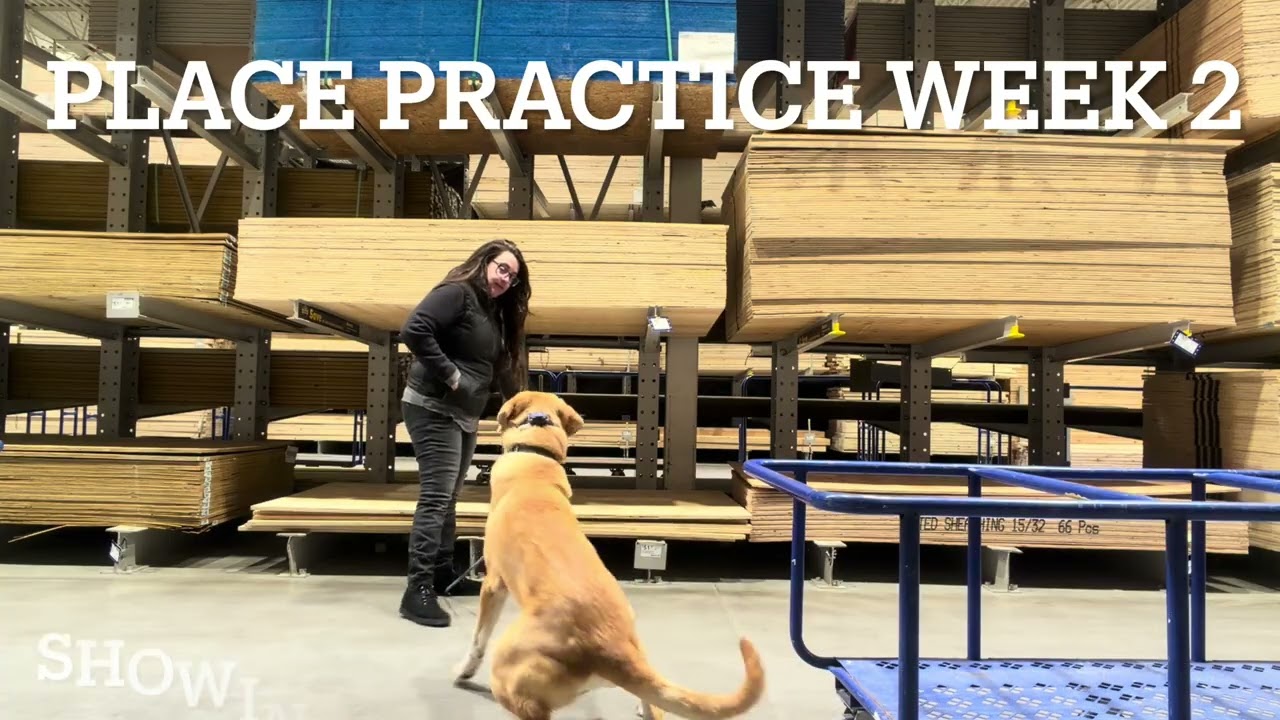 Gus the Great | Upstate New York Dog Trainers 