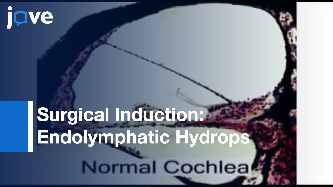 Surgical Induction Of Endolymphatic Hydrops By Obliteration Of Endolymphatic Duct l Protocol Preview