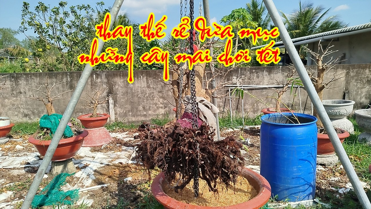 Thay Rể Dừa Mục Những Cây Mai Hết Dinh Dưỡng  | Tứ Qúy Miệt Vườn