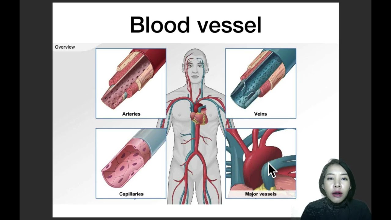 EP.32 การหมุนเวียนเลือดของมนุษย์ (human circulation)