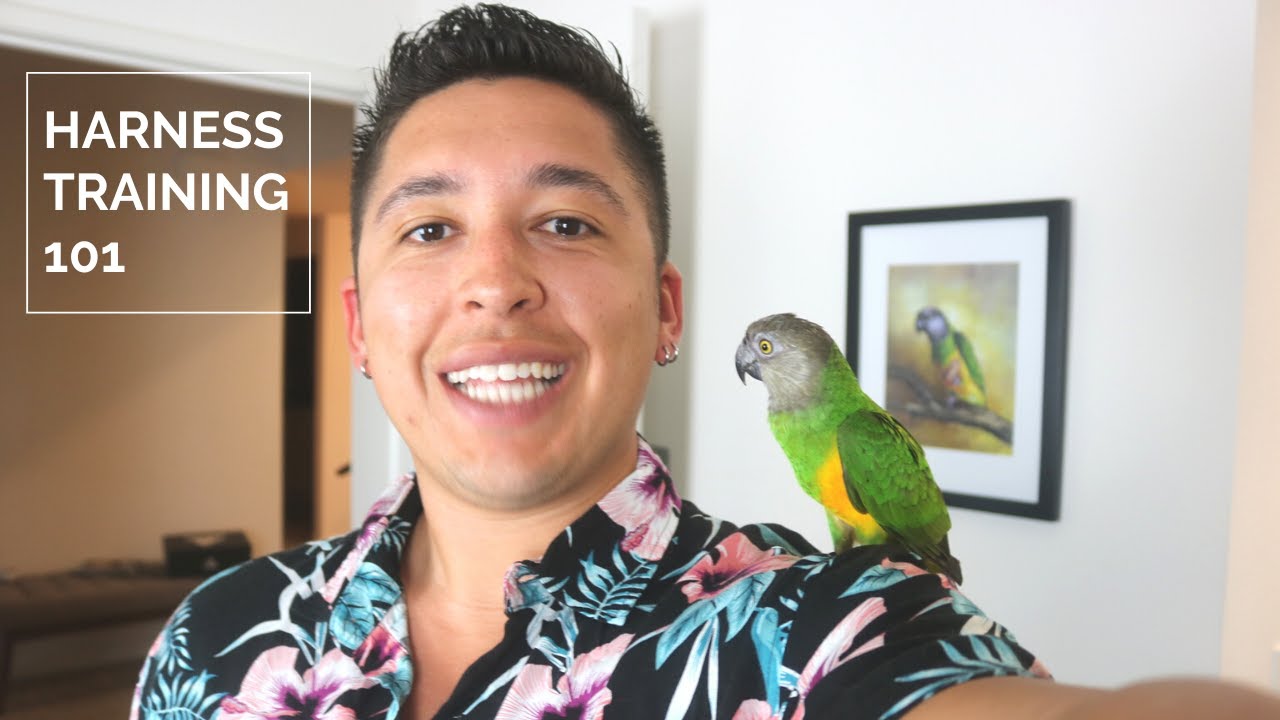Harness Training Your Parrot 101 | The Step-By-Step Guide On How I Harness Trained My Senegal Parrot