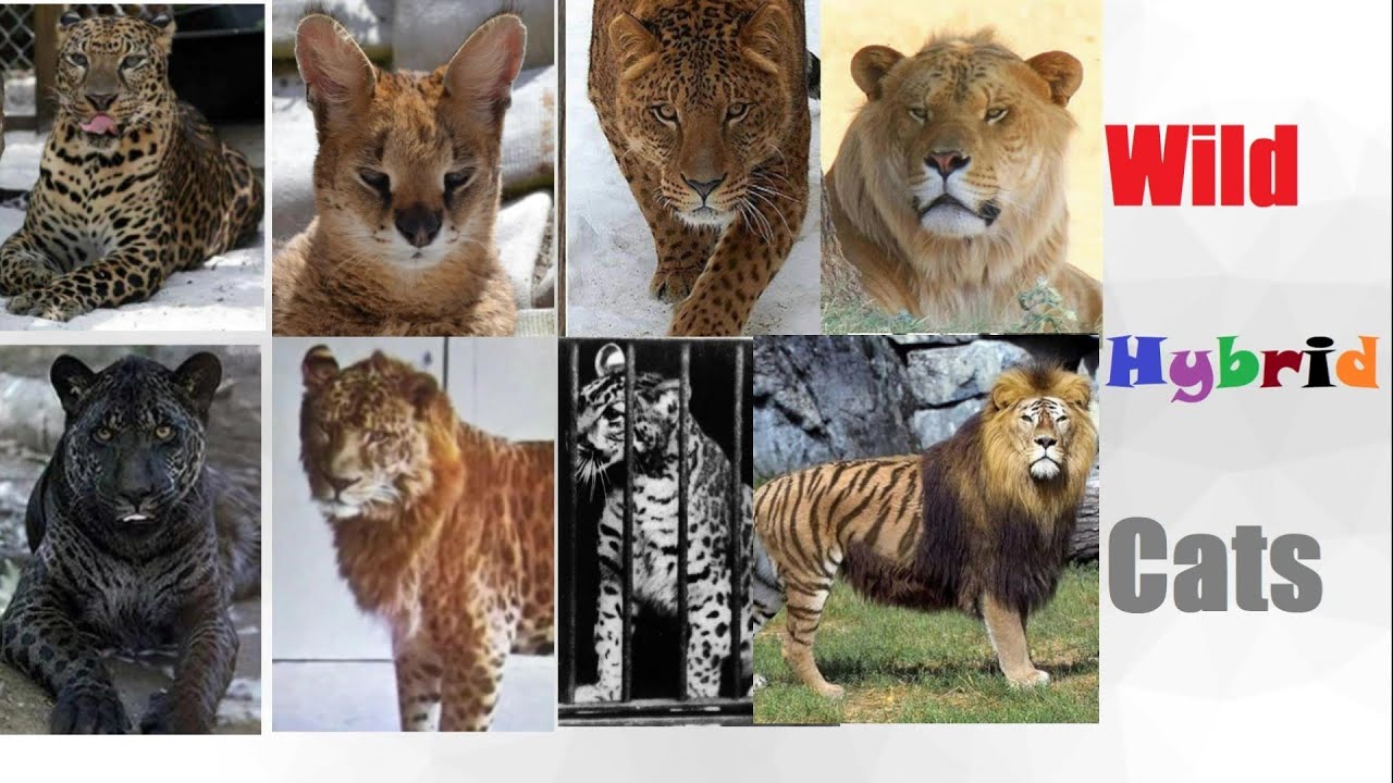 Все гибридные большие кошки - Гибридные кошки